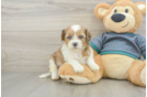 Shih Poo Pup Being Cute