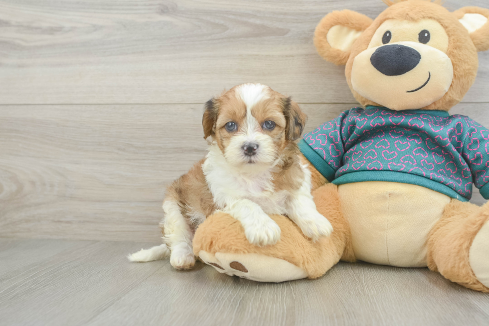 Shih Poo Pup Being Cute