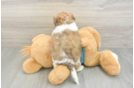 Shih Poo Pup Being Cute