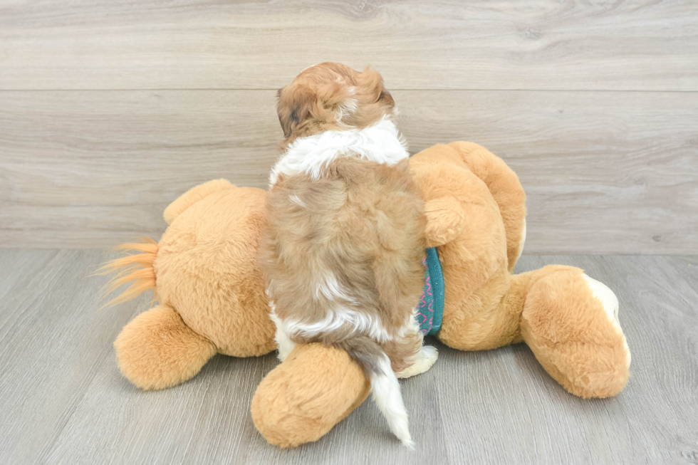 Shih Poo Pup Being Cute