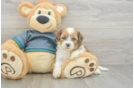 Shih Poo Pup Being Cute