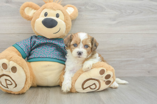 Shih Poo Pup Being Cute