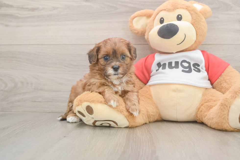 Energetic Shih Poo Poodle Mix Puppy