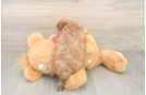 Best Shih Poo Baby