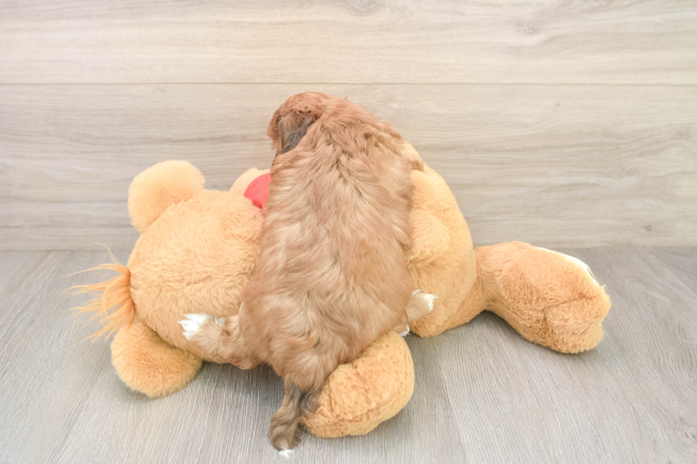 Best Shih Poo Baby