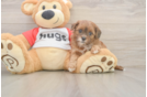 Shih Poo Pup Being Cute