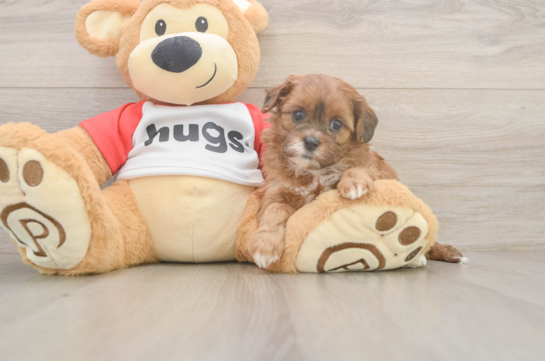 Shih Poo Pup Being Cute