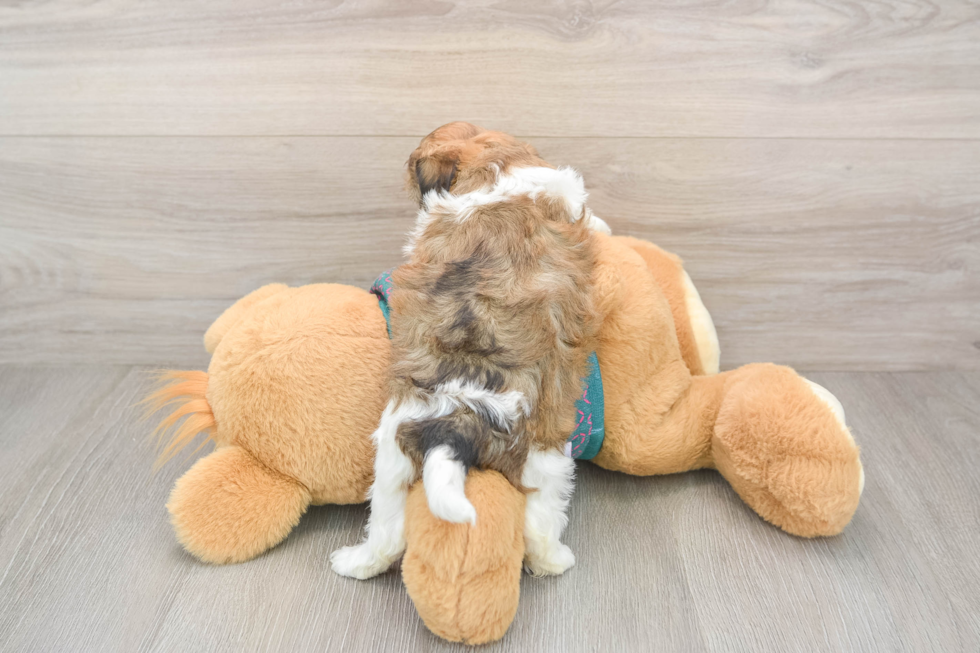 Shih Poo Puppy for Adoption