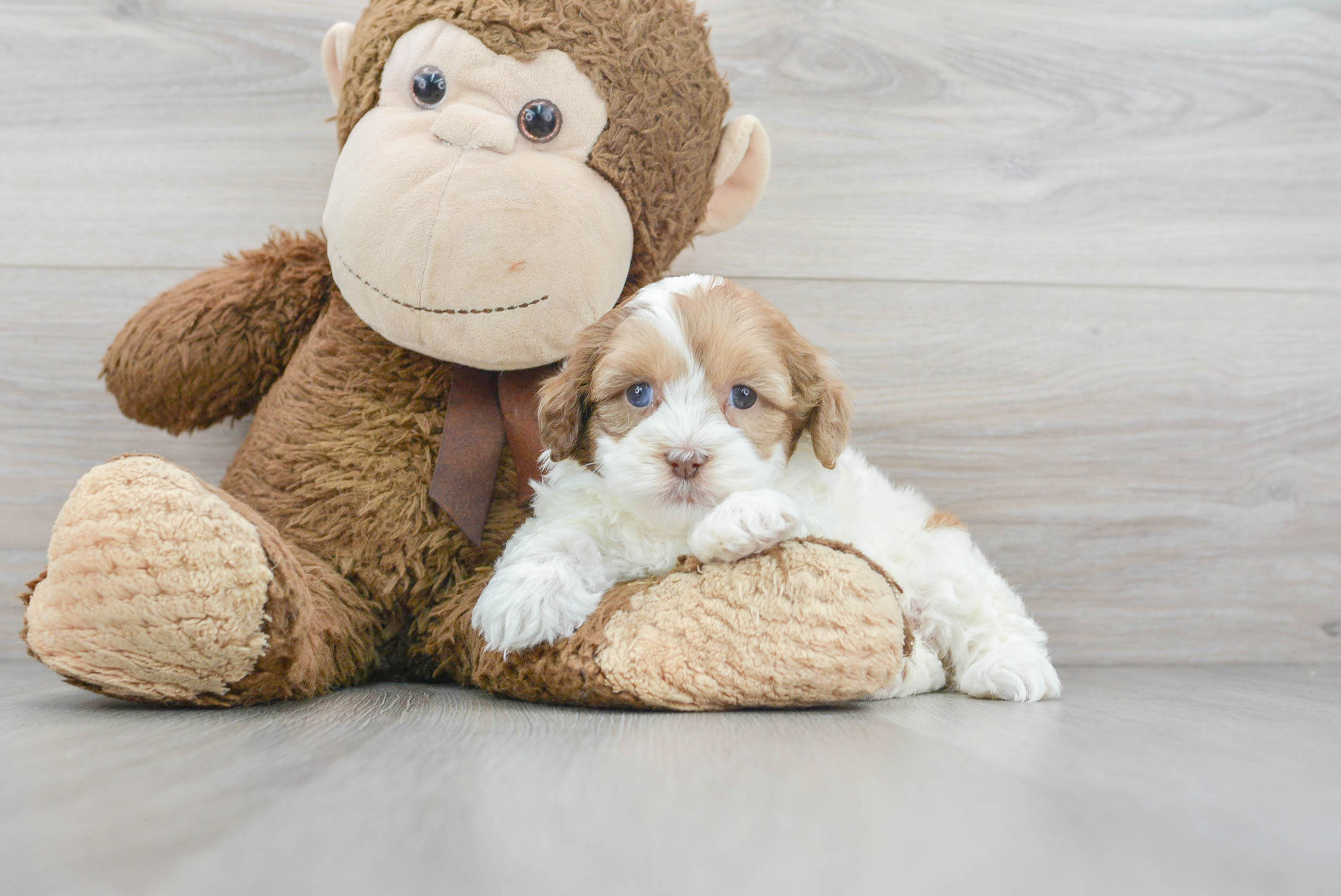 Adorable Shih Poo Poodle Mix Puppy
