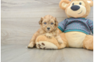 Shih Poo Puppy for Adoption