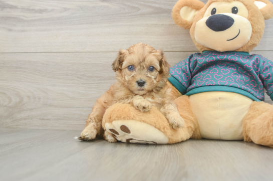Shih Poo Puppy for Adoption