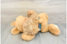 Smart Shih Poo Poodle Mix Pup