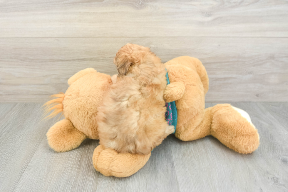 Smart Shih Poo Poodle Mix Pup