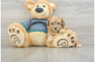 Cute Shih Poo Baby