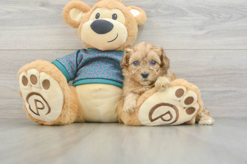 Cute Shih Poo Baby