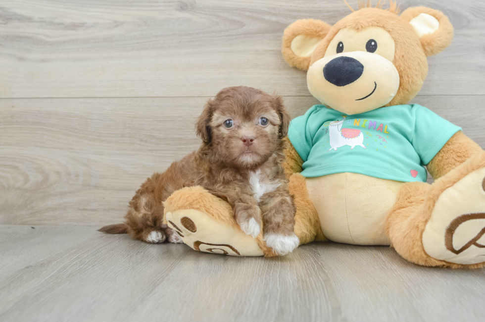 6 week old Shih Poo Puppy For Sale - Florida Fur Babies