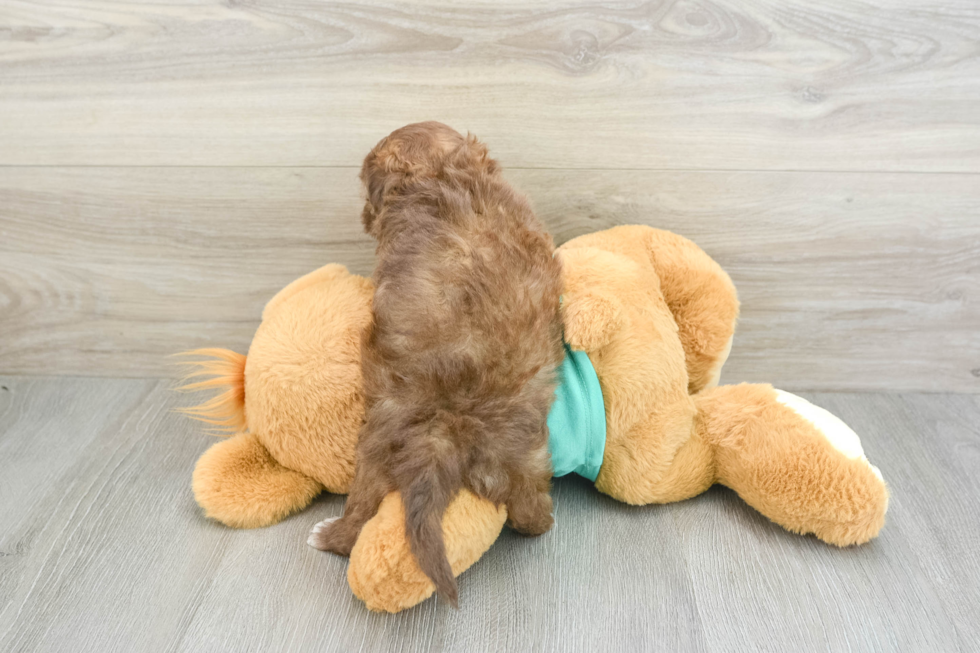 Funny Shih Poo Poodle Mix Pup