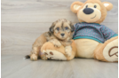 Shih Poo Puppy for Adoption