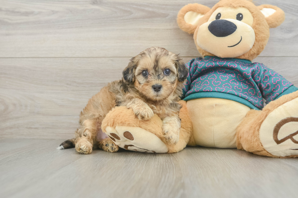 Shih Poo Puppy for Adoption