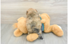 Shih Poo Puppy for Adoption