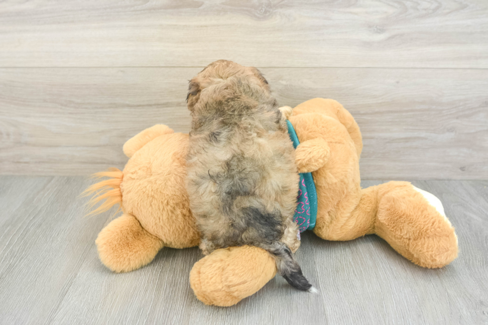 Shih Poo Puppy for Adoption