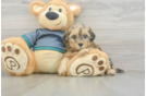 Shih Poo Pup Being Cute