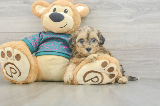 Shih Poo Pup Being Cute