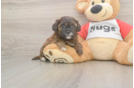 Best Shih Poo Baby
