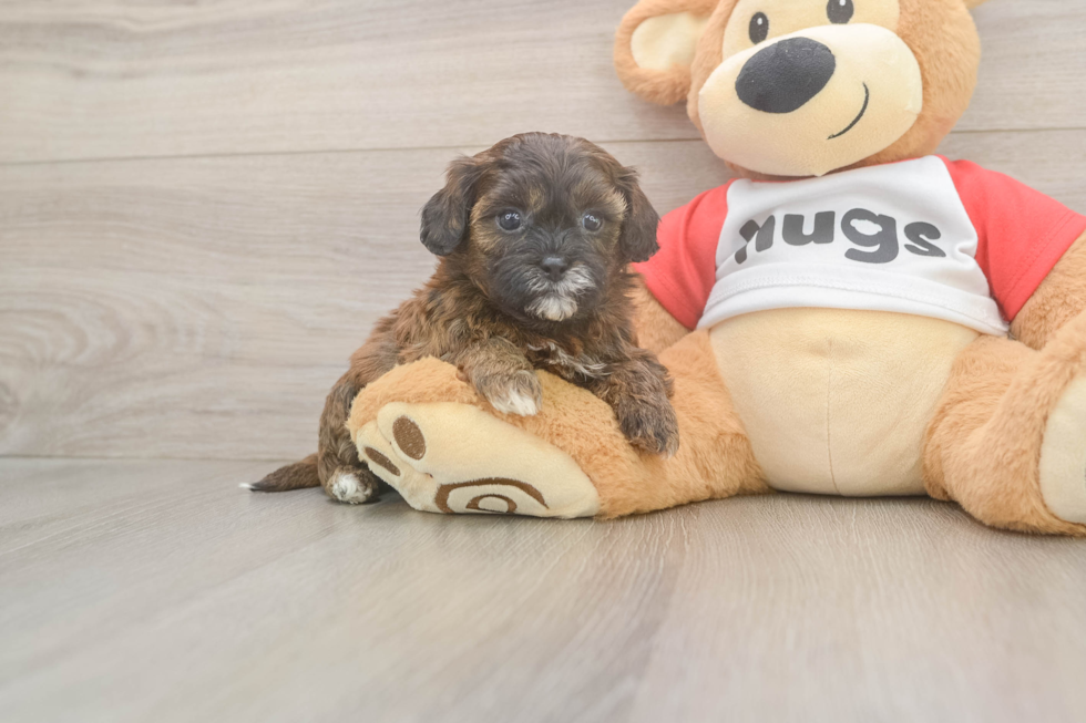 Best Shih Poo Baby