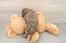 Best Shih Poo Baby