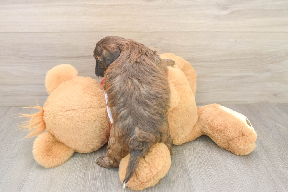 Best Shih Poo Baby