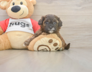 7 week old Shih Poo Puppy For Sale - Florida Fur Babies