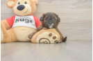 Small Shih Poo Baby