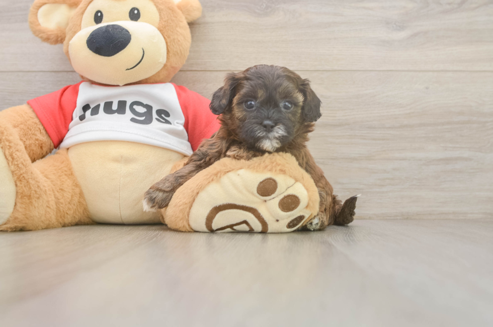 5 week old Shih Poo Puppy For Sale - Florida Fur Babies