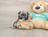 8 week old Shih Poo Puppy For Sale - Florida Fur Babies