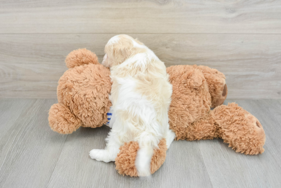 Funny Shih Poo Poodle Mix Pup