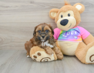 8 week old Shih Poo Puppy For Sale - Florida Fur Babies