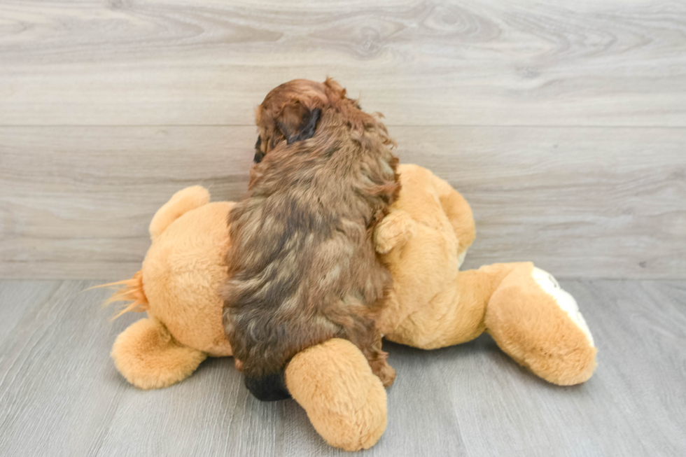 Shih Poo Puppy for Adoption