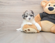 5 week old Shih Poo Puppy For Sale - Florida Fur Babies