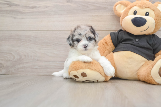 Funny Shih Poo Poodle Mix Pup