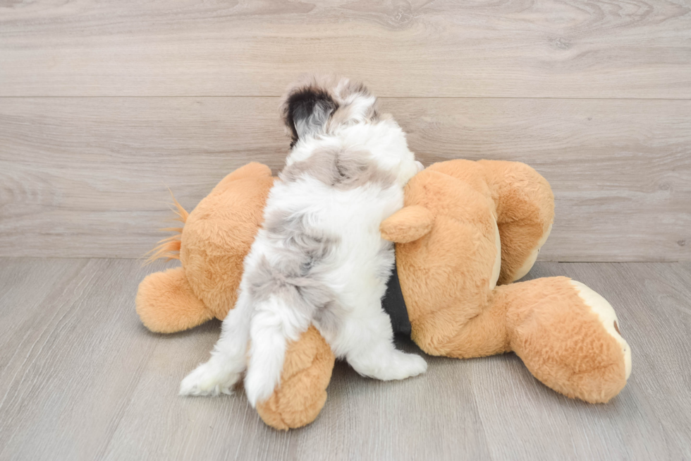Shih Poo Pup Being Cute