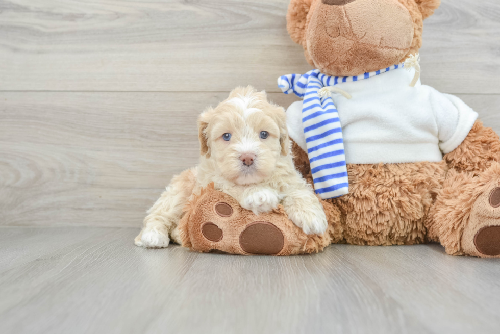 Happy Shih Poo Baby