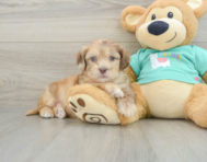 6 week old Shih Poo Puppy For Sale - Florida Fur Babies