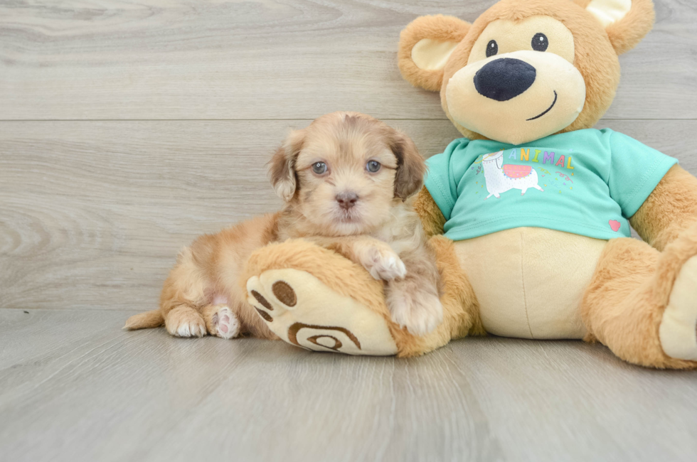 6 week old Shih Poo Puppy For Sale - Florida Fur Babies