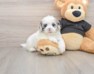 5 week old Shih Poo Puppy For Sale - Florida Fur Babies