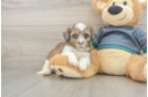Cute Shih Poo Baby