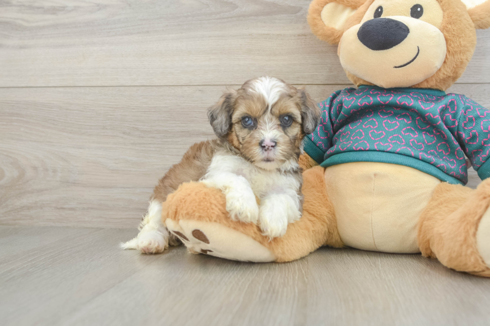 Cute Shih Poo Baby