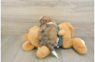 Shih Poo Puppy for Adoption