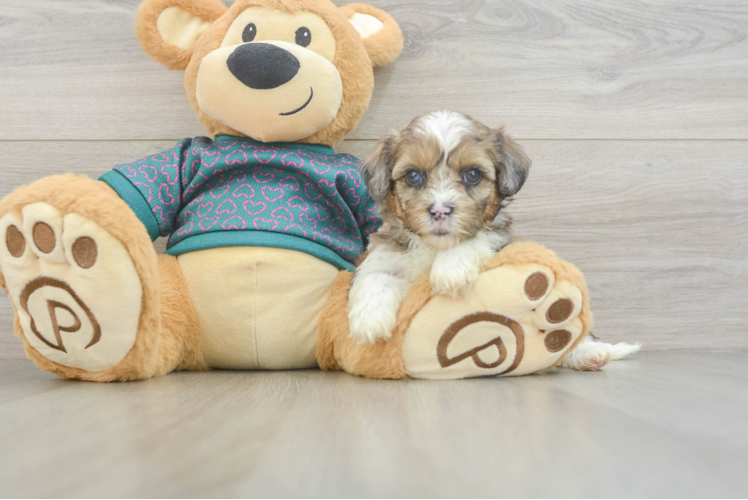 Cute Shih Poo Baby