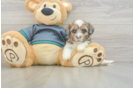 Cute Shih Poo Baby